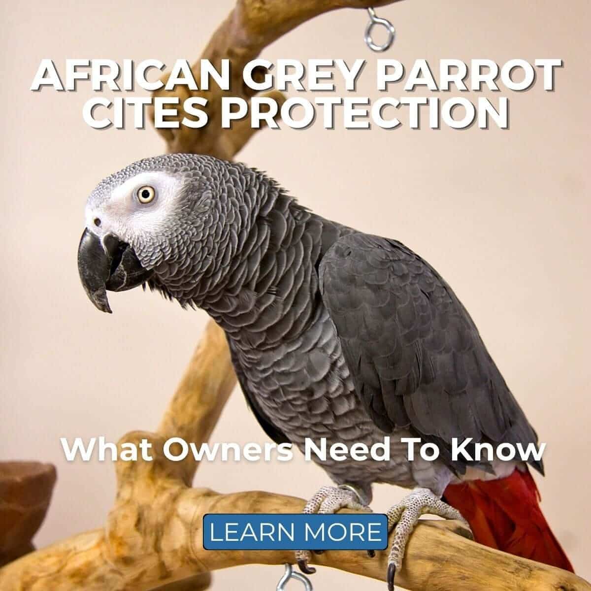 African Grey Parrot CITES Protection: What Owners Need To Know