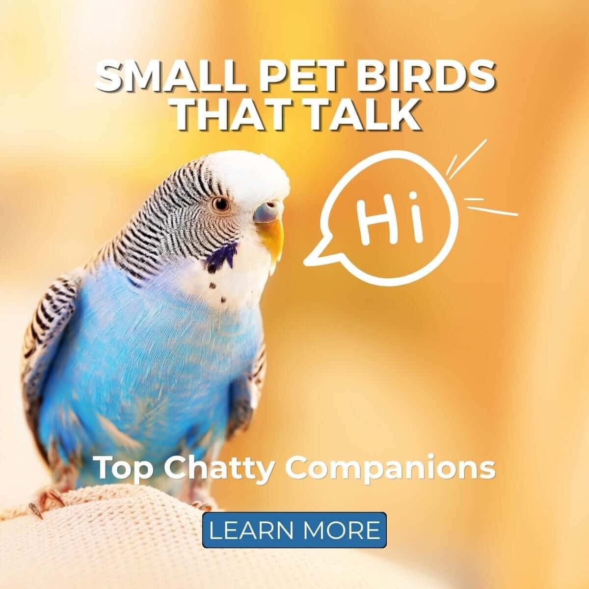 Small Pet Birds That Talk: Top Chatty Companions