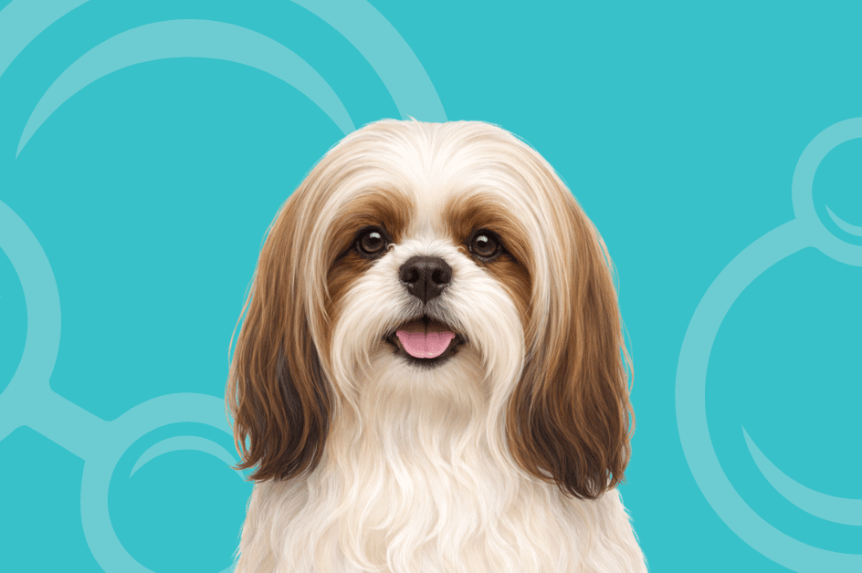 Shih Tzu Temperament and Grooming Considerations