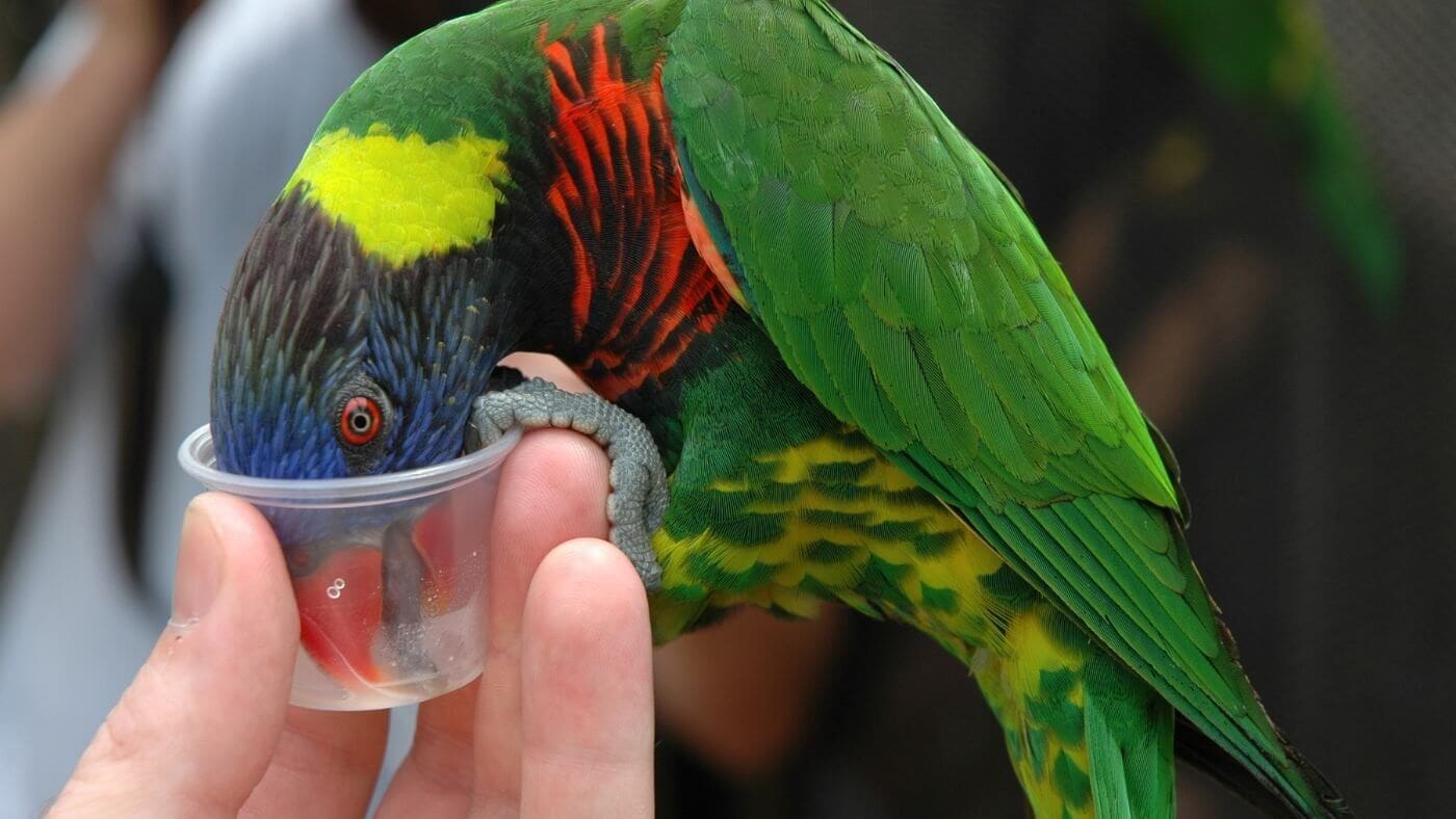 Lorikeet Drinking Nectar