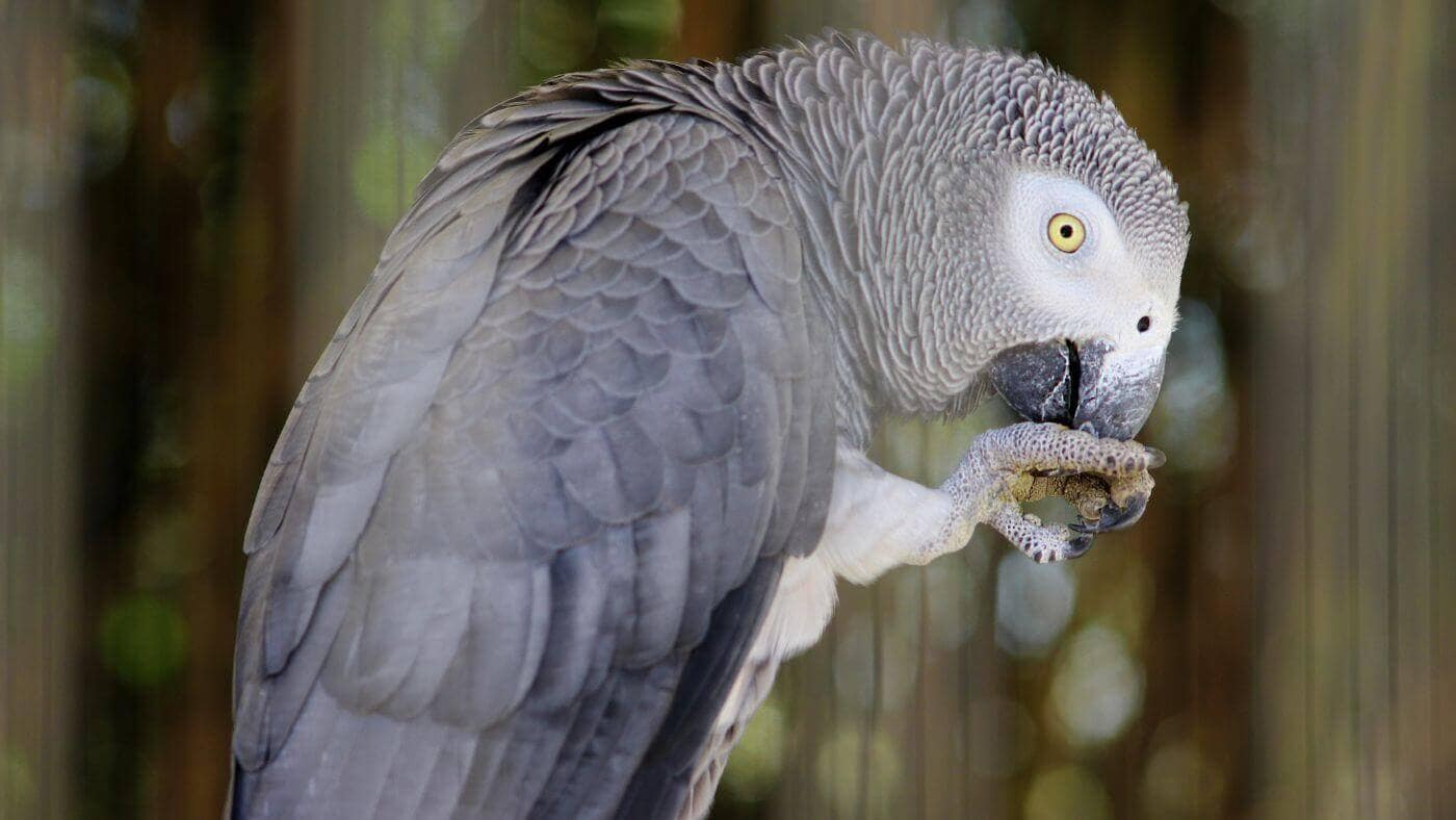 African Grey Parrot Eating Treat