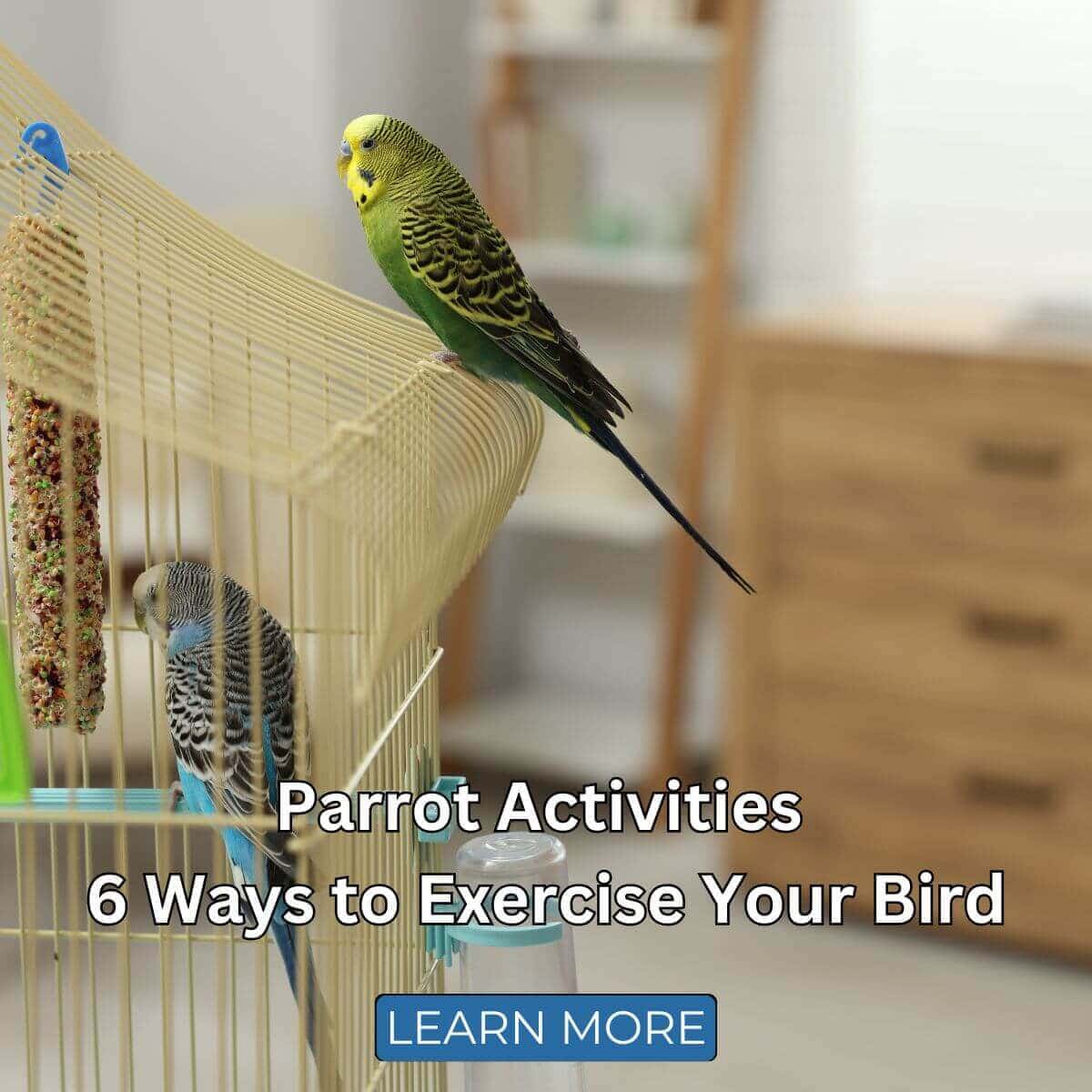 Parrot Activities - 6 Ways to Exercise Your Bird