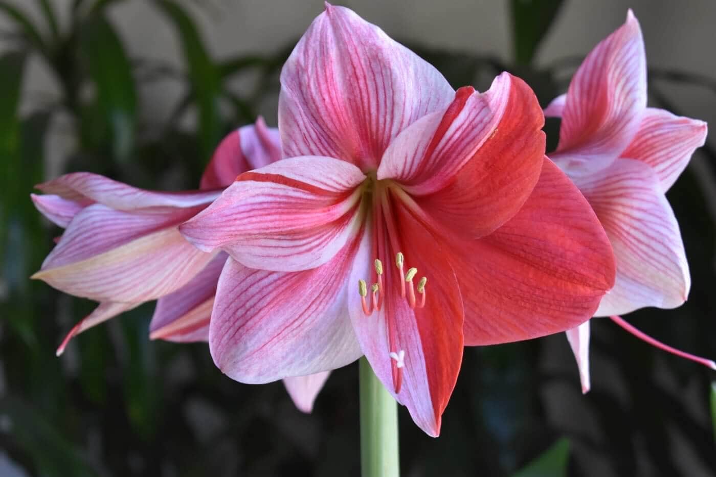 Amaryllis_Gervase_Close