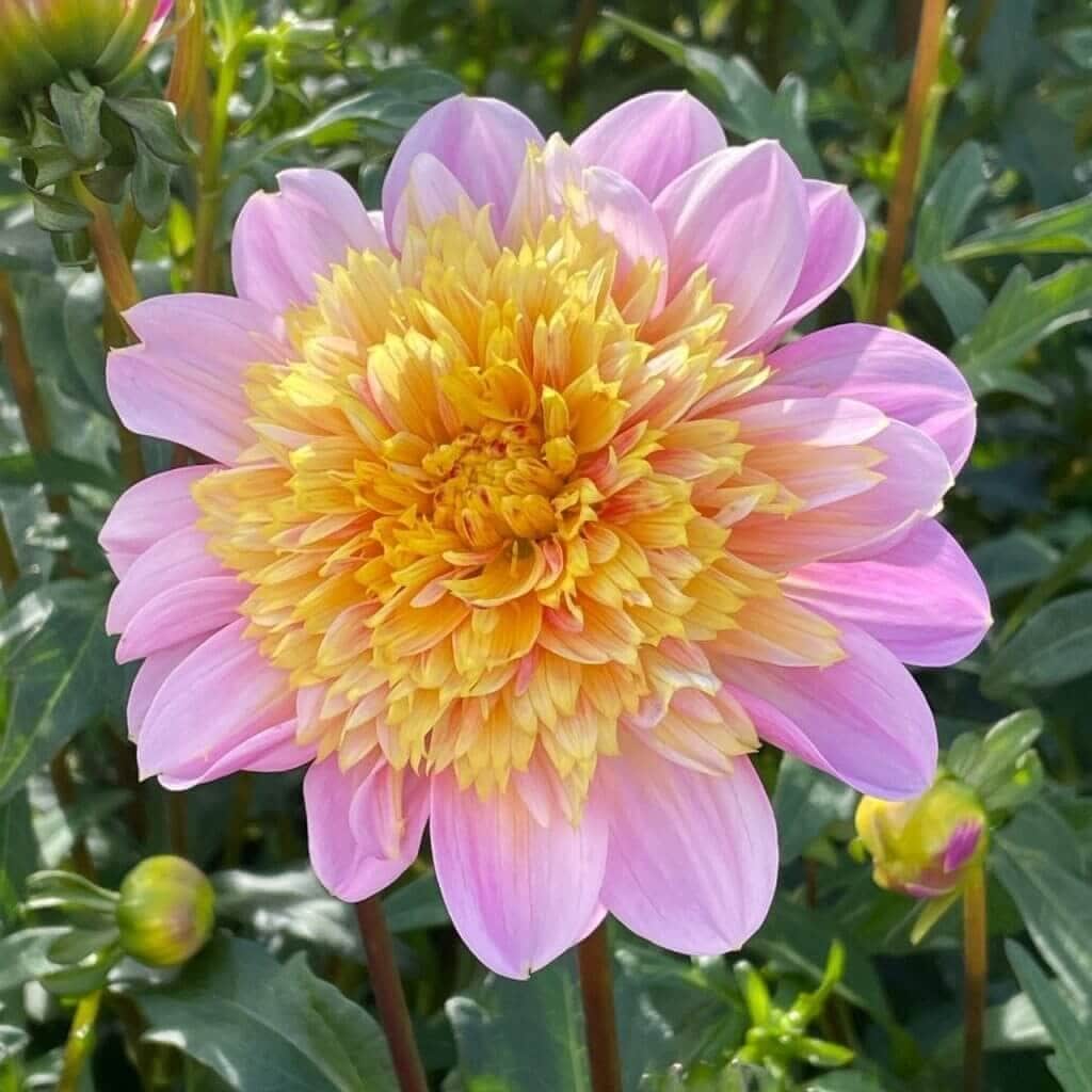 Dahlia Flower Forms for the garden and vase Longfield Gardens