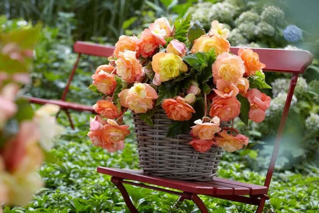 Planting Tuberous Begonias: Which End Is Up?