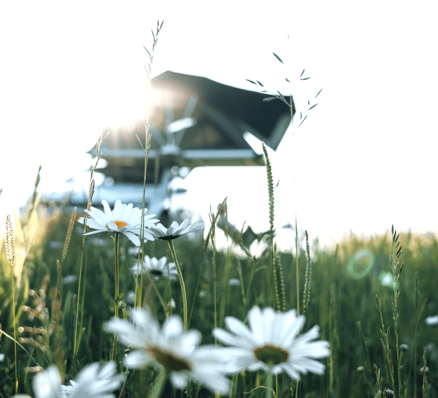 Ein Bild, das Pflanze, draußen, Himmel, Gras enthält.Automatisch generierte Beschreibung