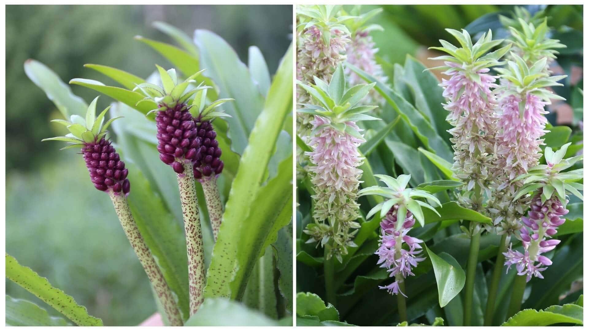 Eucomis Pineapple Lilies for Your Patio - Longfield Gardens