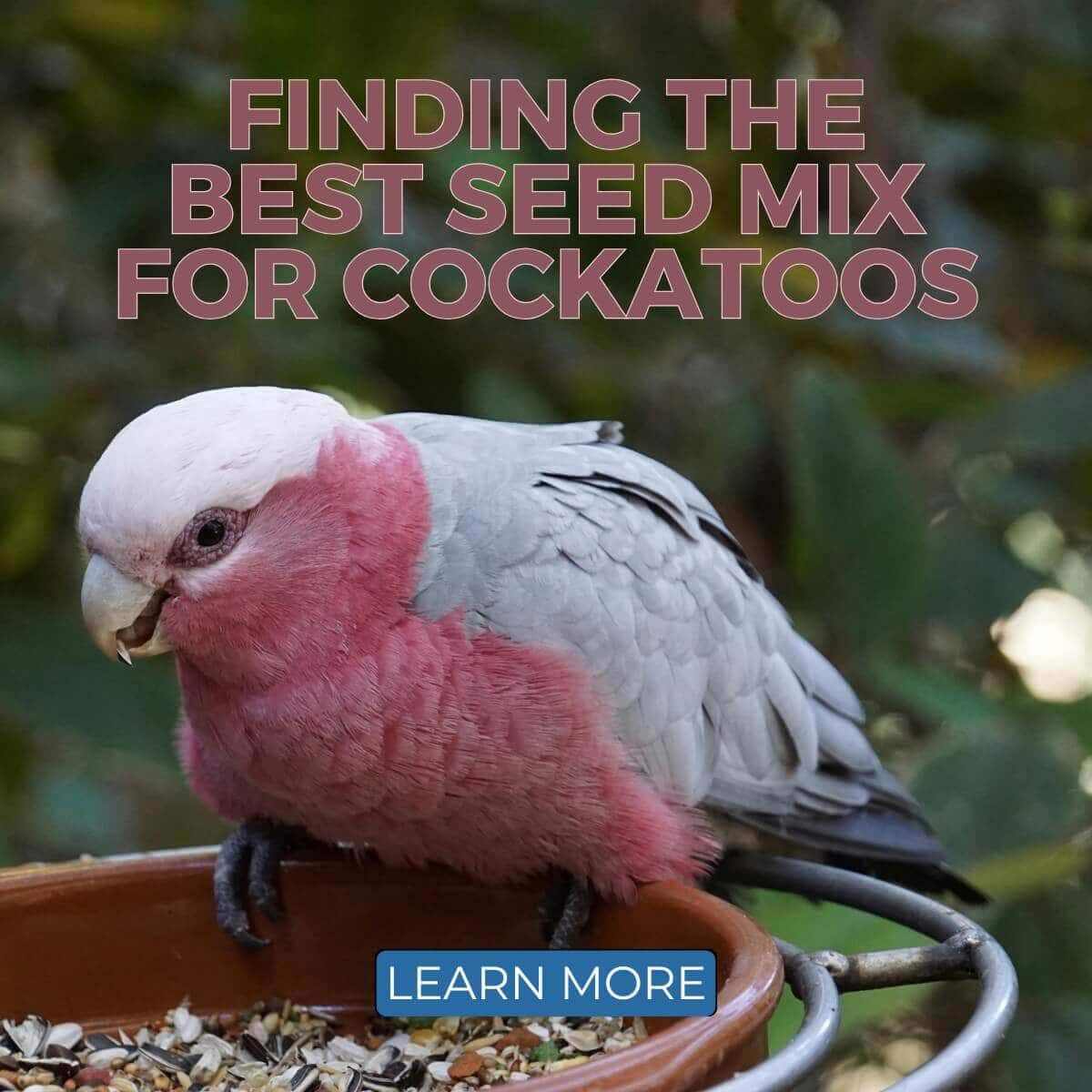 Finding the Best Seed Mix for Cockatoos