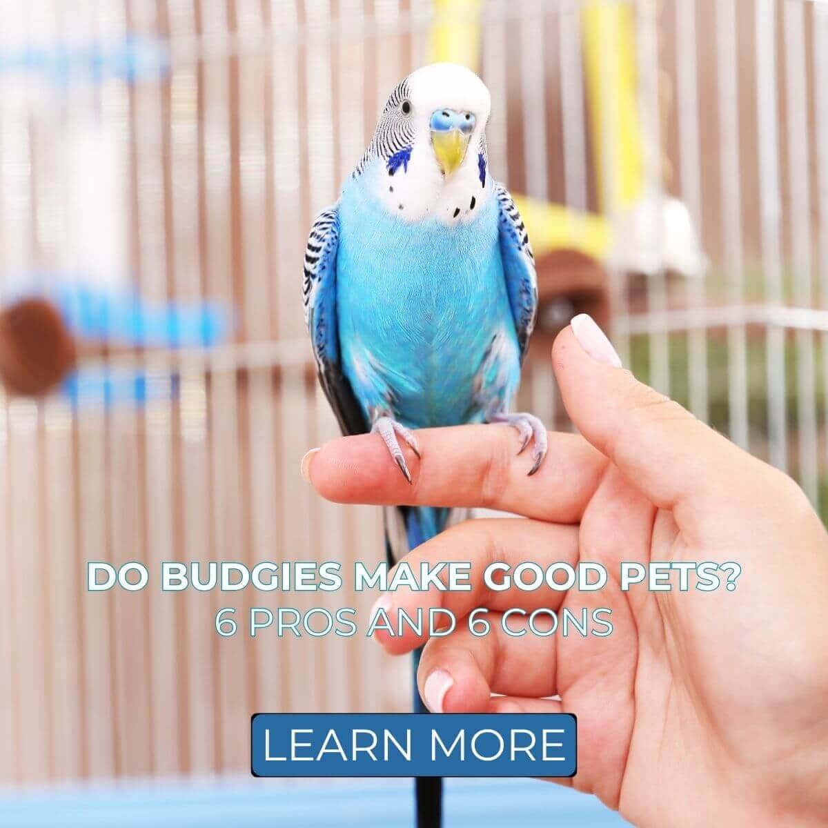 Do Budgies Make Good Pets? 6 Pros and 6 Cons