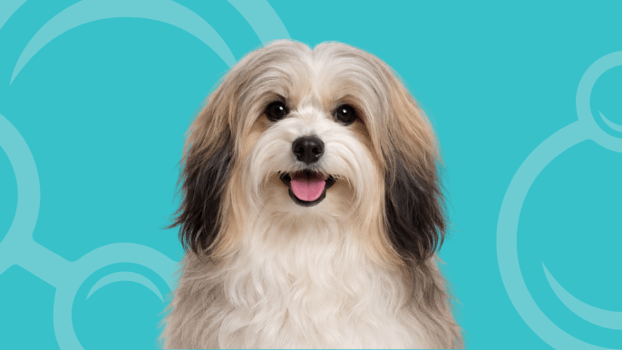 Havanese Temperament