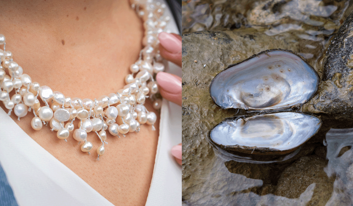 Where Do Freshwater Pearls Come From?