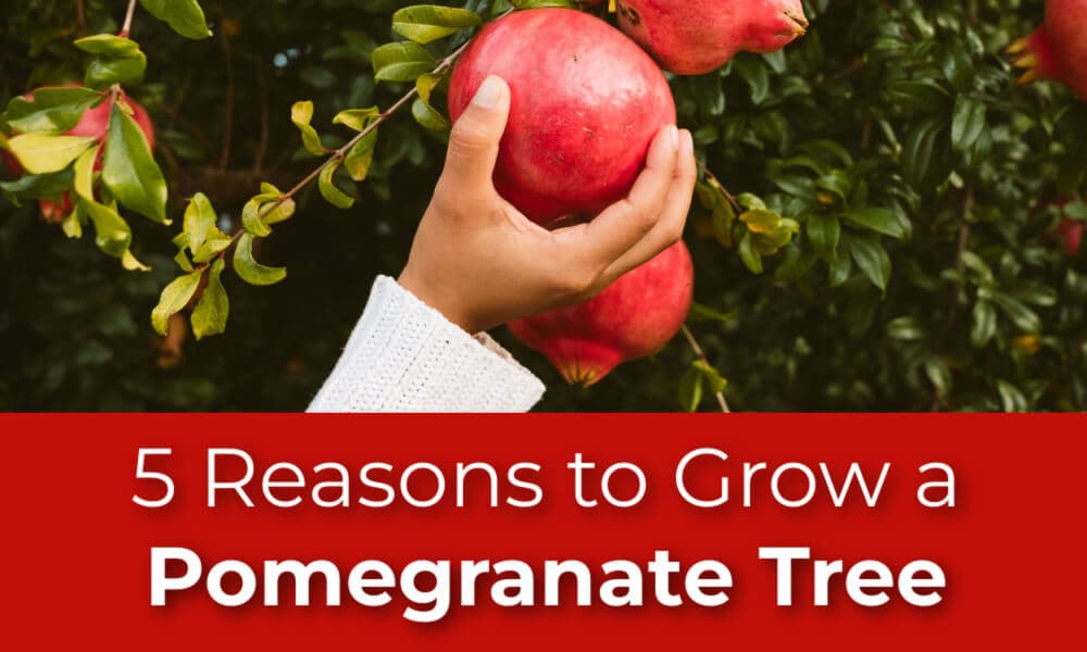 5 Reasons To Grow A Pomegranate Tree