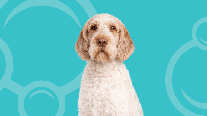 Spinone Italiano Temperament