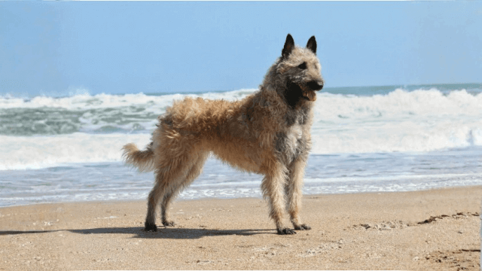 Belgian Laekenois Temperament