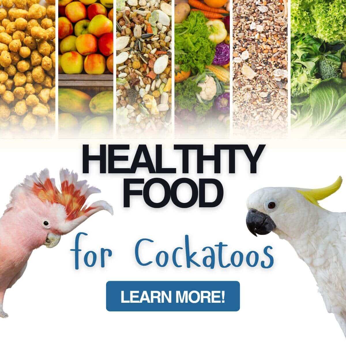 Healthy Food for Cockatoos: Expert Feeding Tips