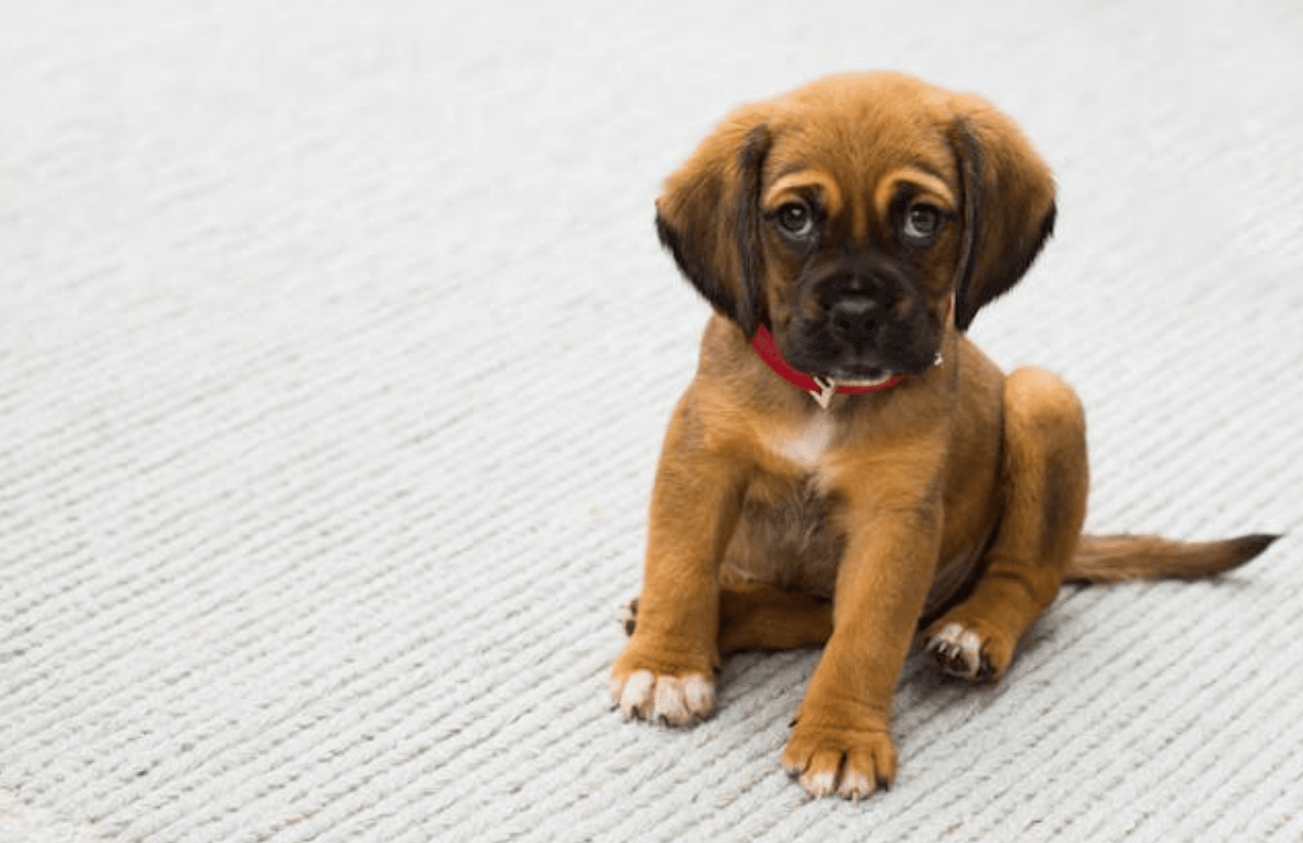 Puppy sitting on floor wearing red reflective ScruffTag Collar