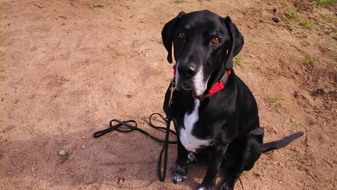 3 Easy Tricks to Teach Your Dog Today