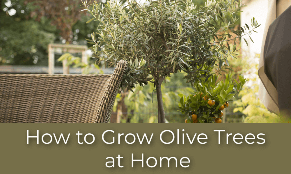 How to Grow Olive Trees at Home