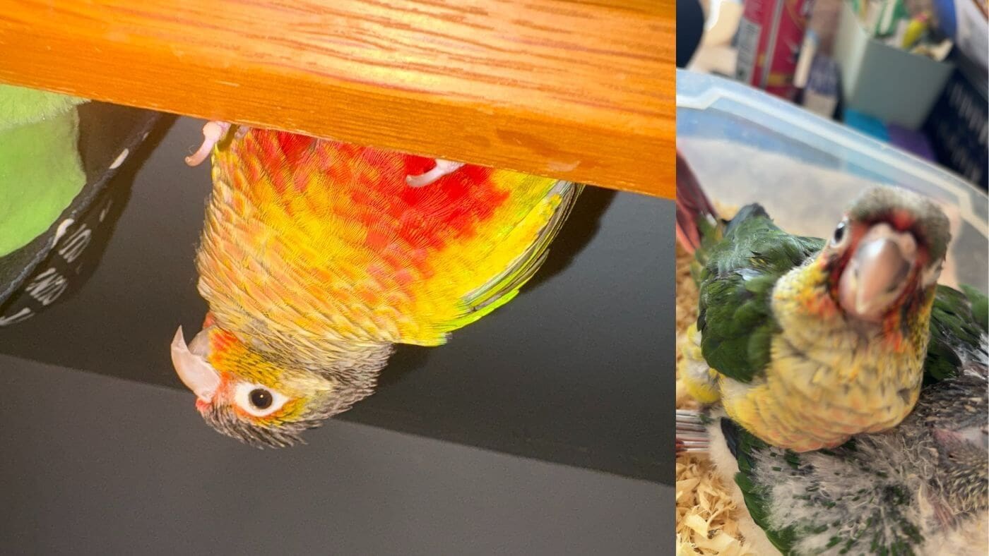 Mango looking from Above and Baby Mango
