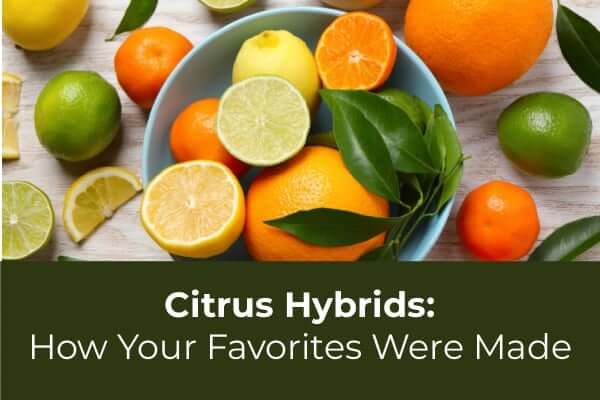 Citrus Hybrids: How Your Favorites Were Made