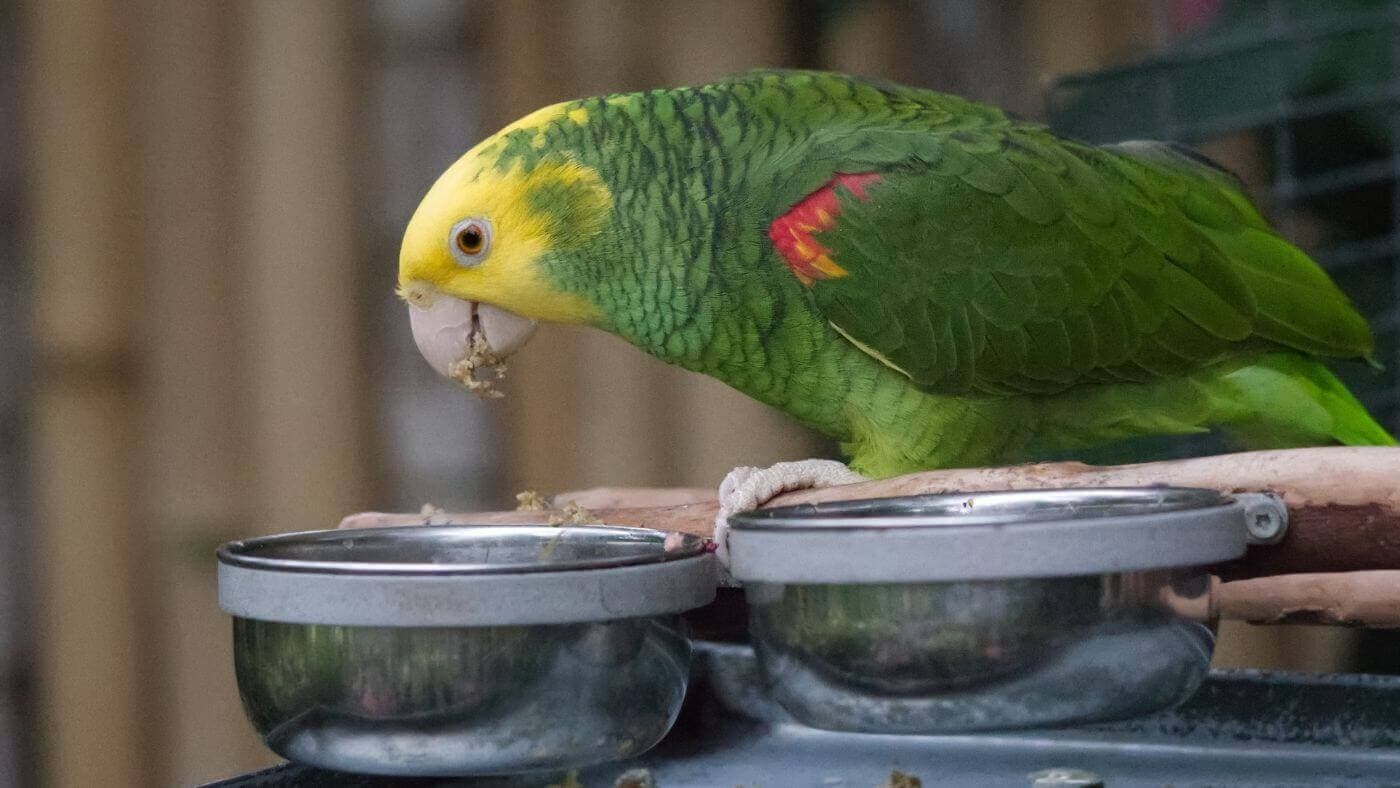 Introduce a Parrot to New Food