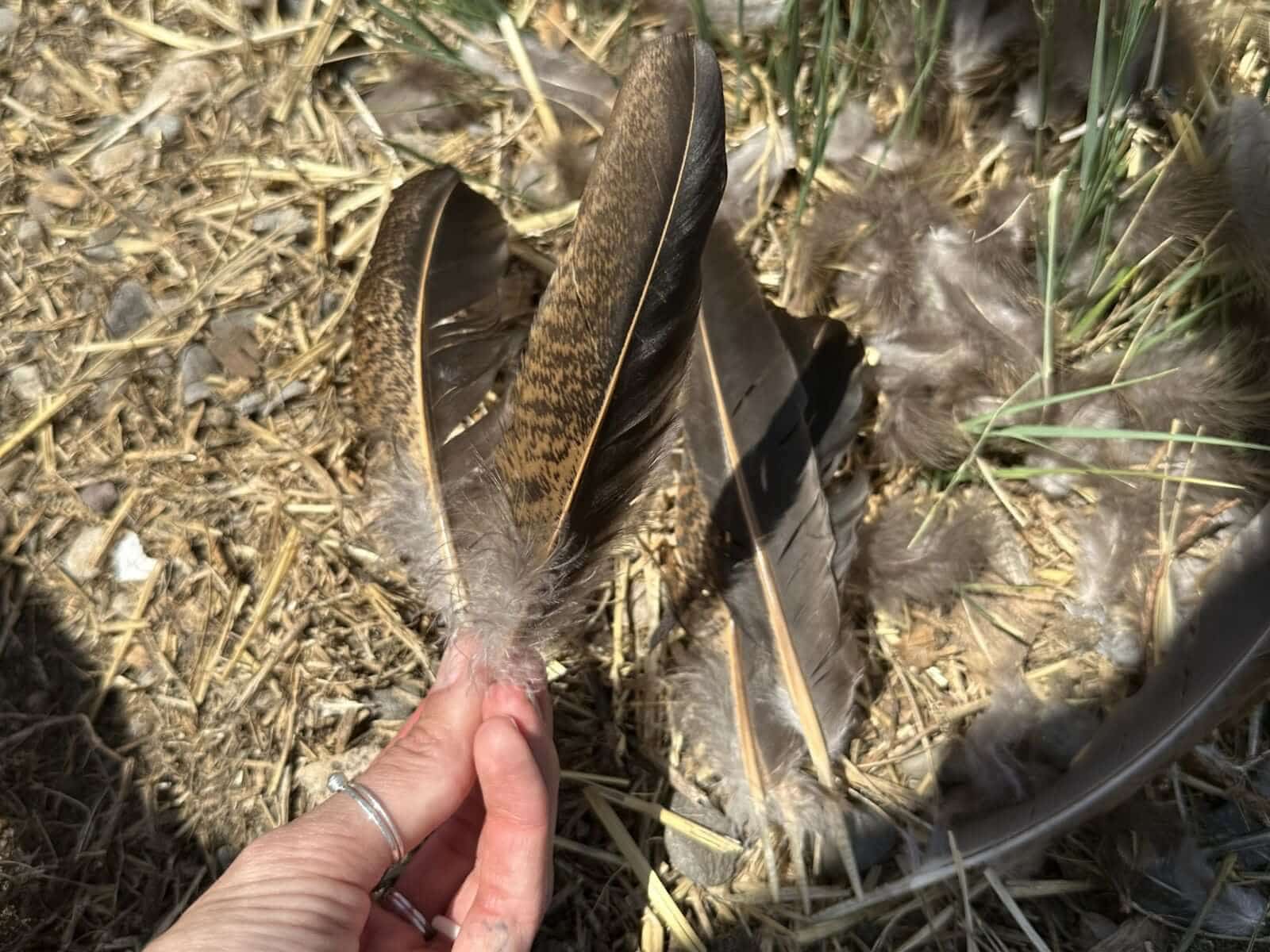 Chicken Predators Every Chicken Keeper Should Know About