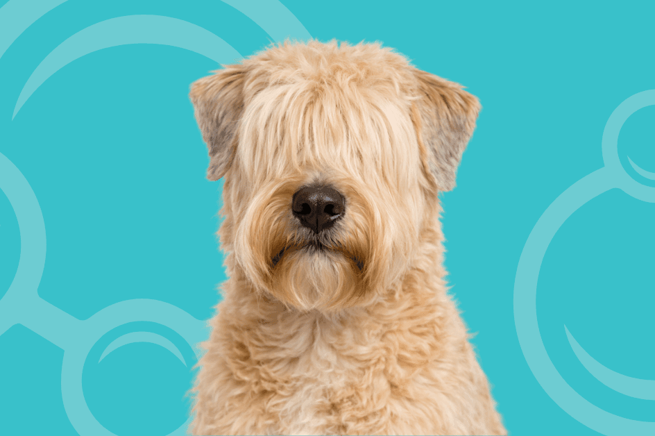 Soft Coated Wheaten Terrier Temperament and Grooming