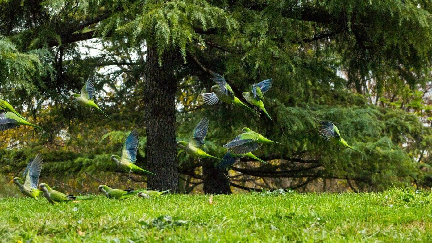 Quaker Parrots Invasive Species