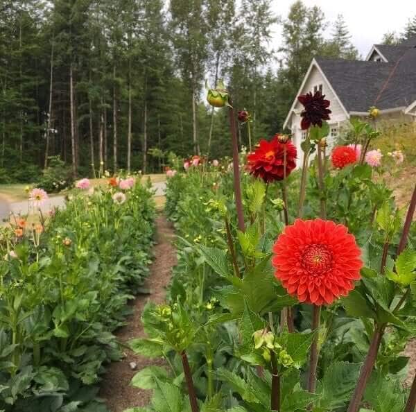 Expert Tips for Cutting, Conditioning and Arranging Dahlias - Longfield Gardens