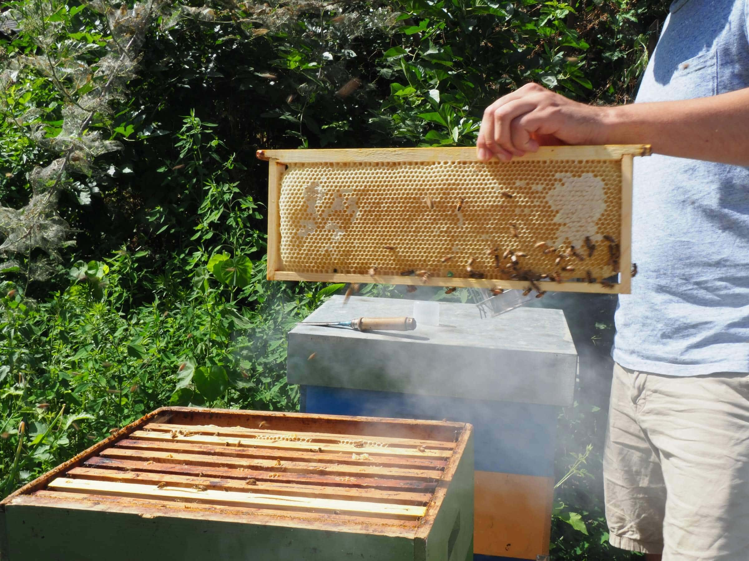 Combining Honeybee Colonies: Techniques, Benefits, and Best Practices