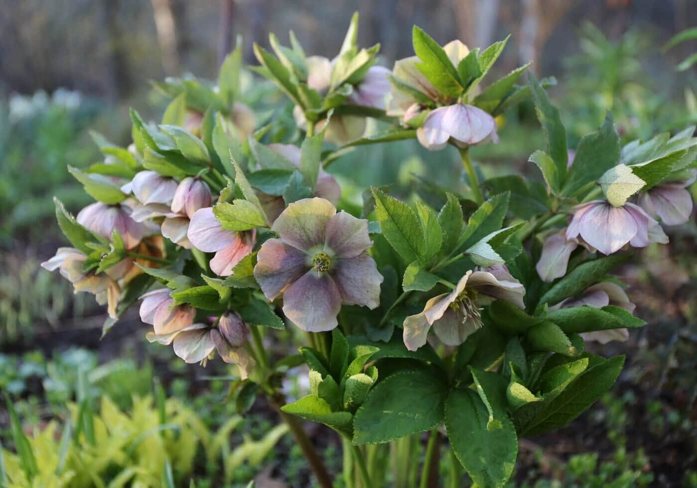 Perennials for Spring Gardens - Longfield Gardens