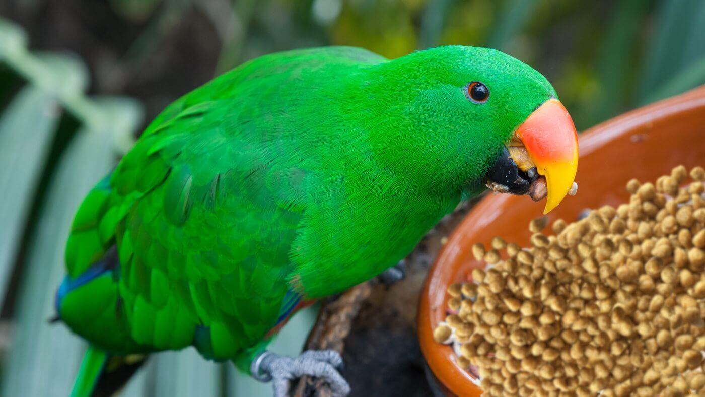 Converting Eclectus Parrot to Pelleted Diet