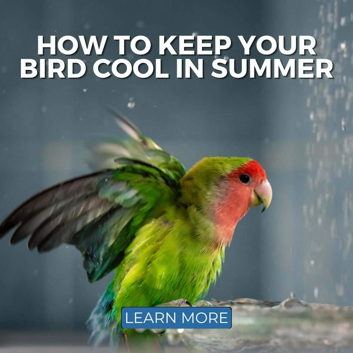 How to Keep Your Bird Cool in Summer