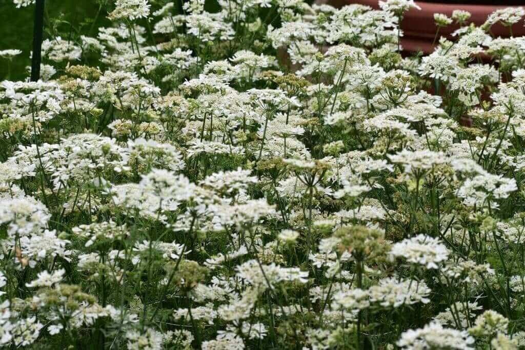Best filler for a cut flower garden Longfield Gardens