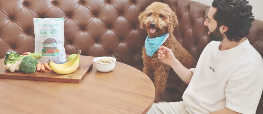 Human foods dogs can eat to reduce anxiety