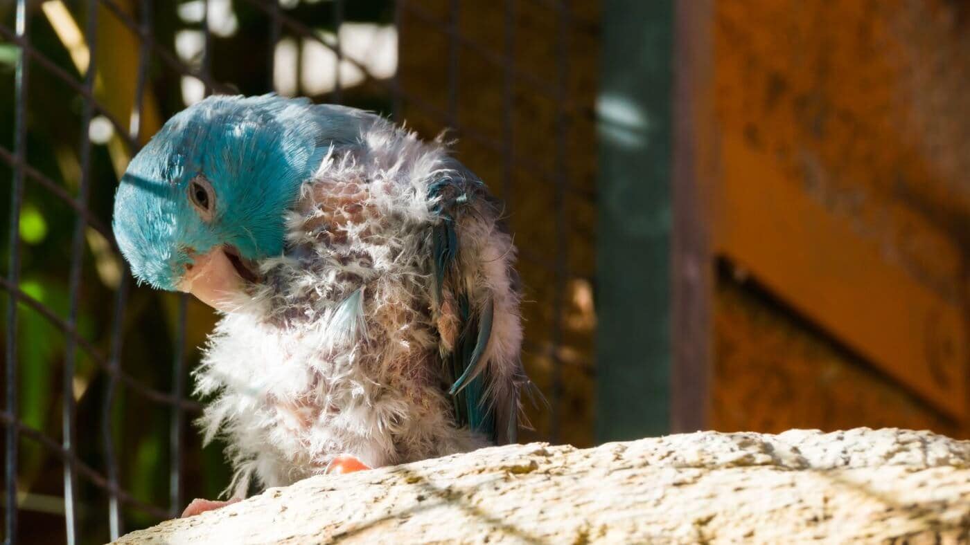 Parrotlet with Feather loss
