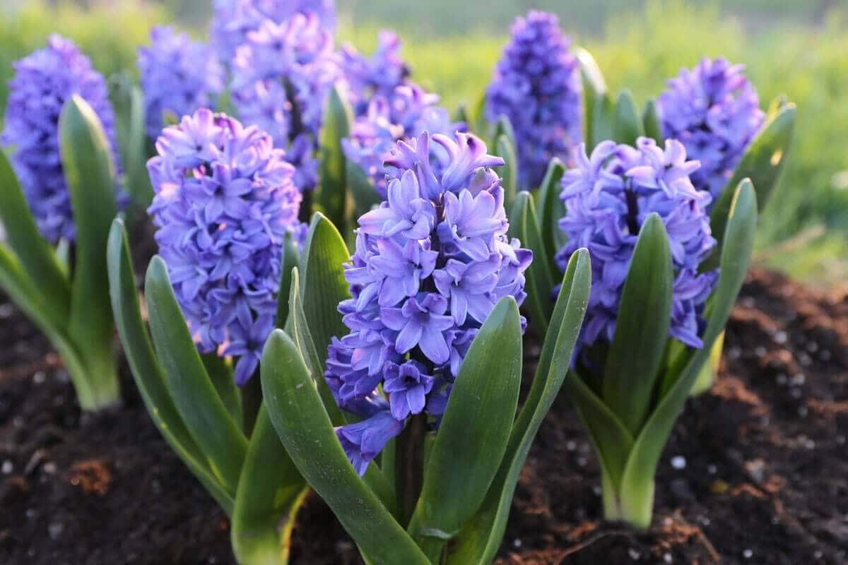 blue-hyacinths