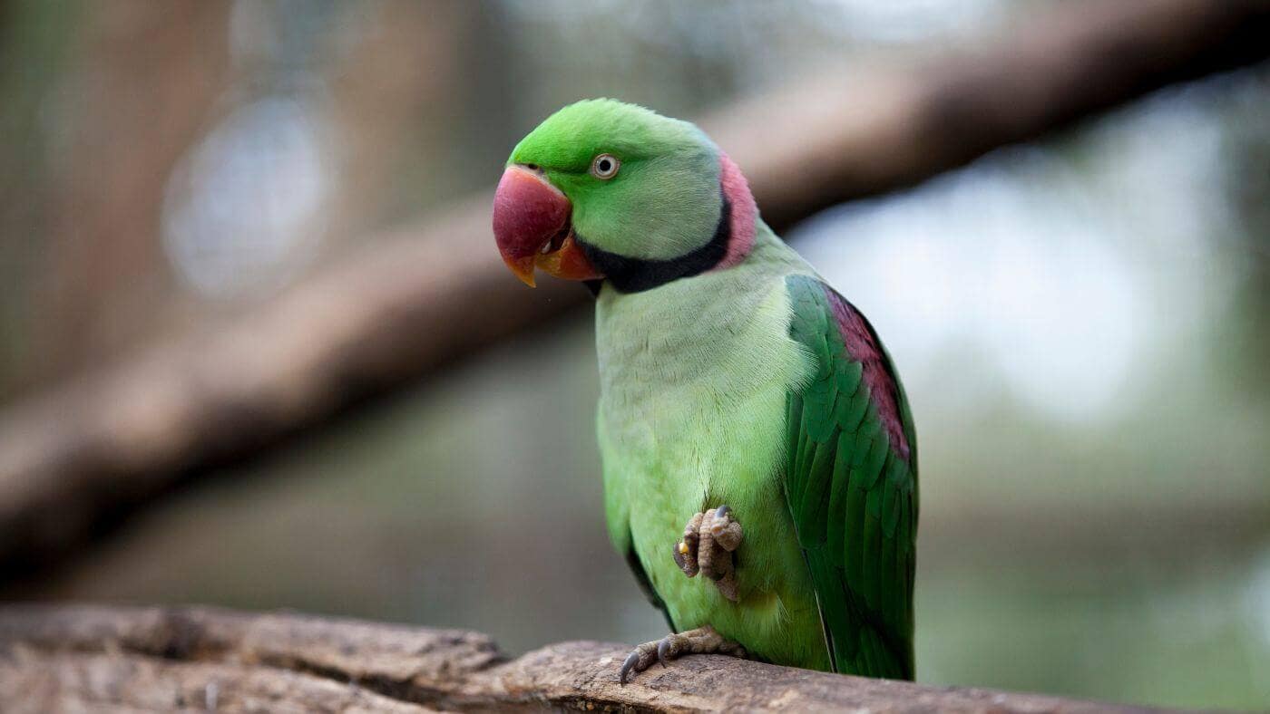 Alexandrine Parrot - Profile & Care Guide