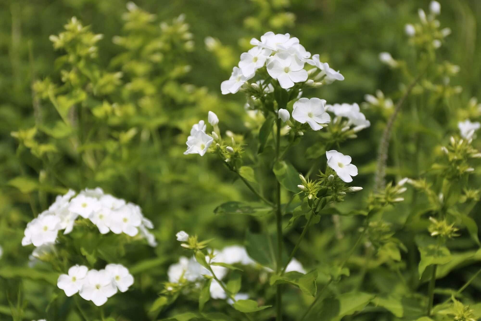 The Chelsea Chop How and Why to Prune Perennials - Longfield Gardens