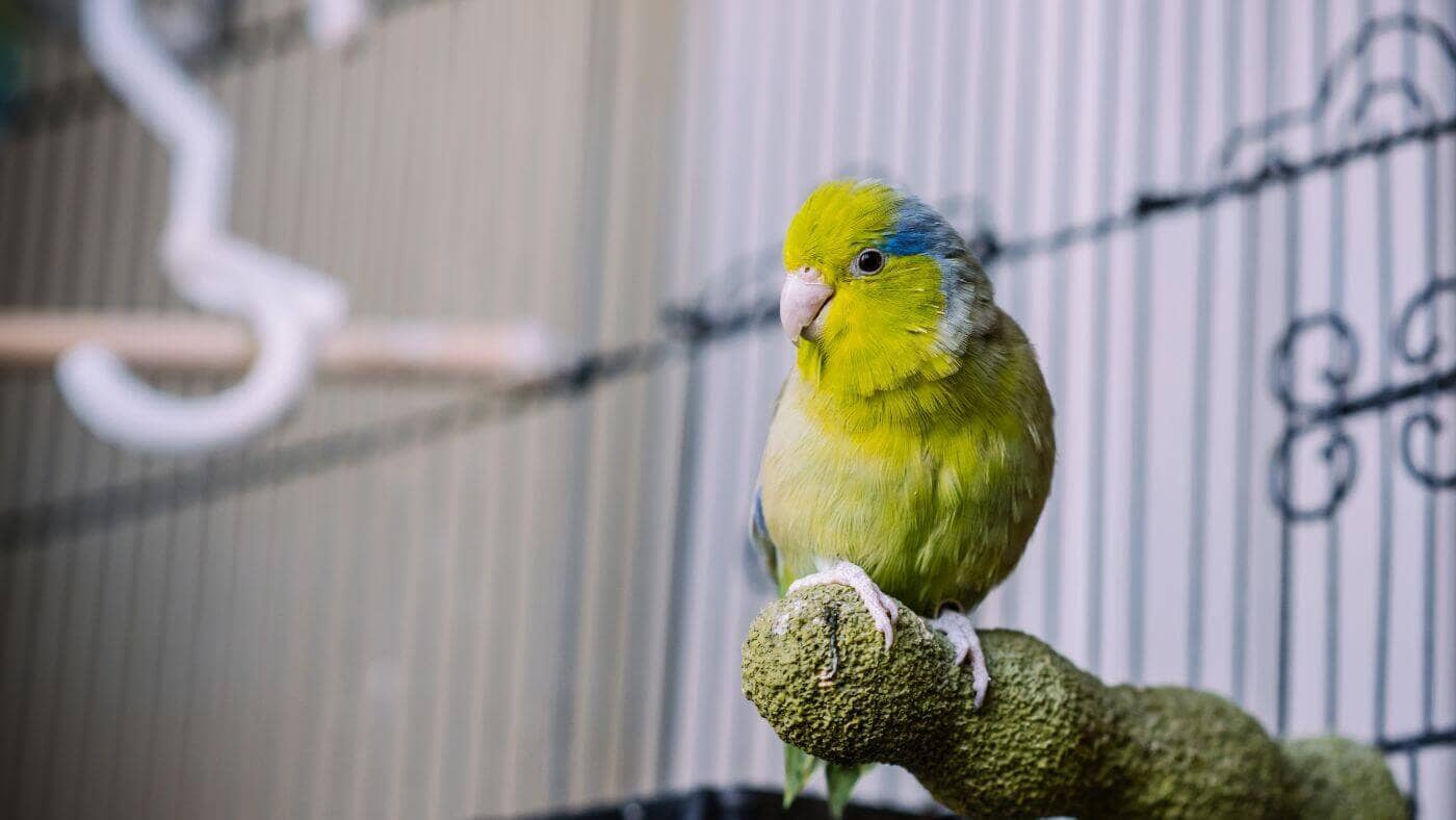 Parrotlet in Cage