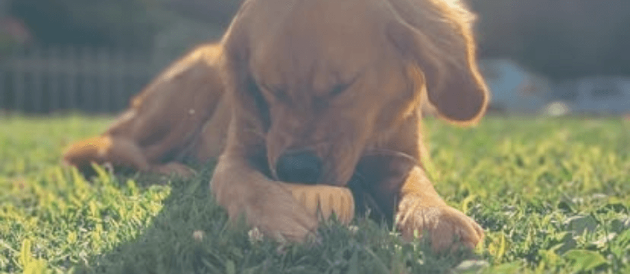 Courtesy of WOOF (Woof Pupsicle Recipes)