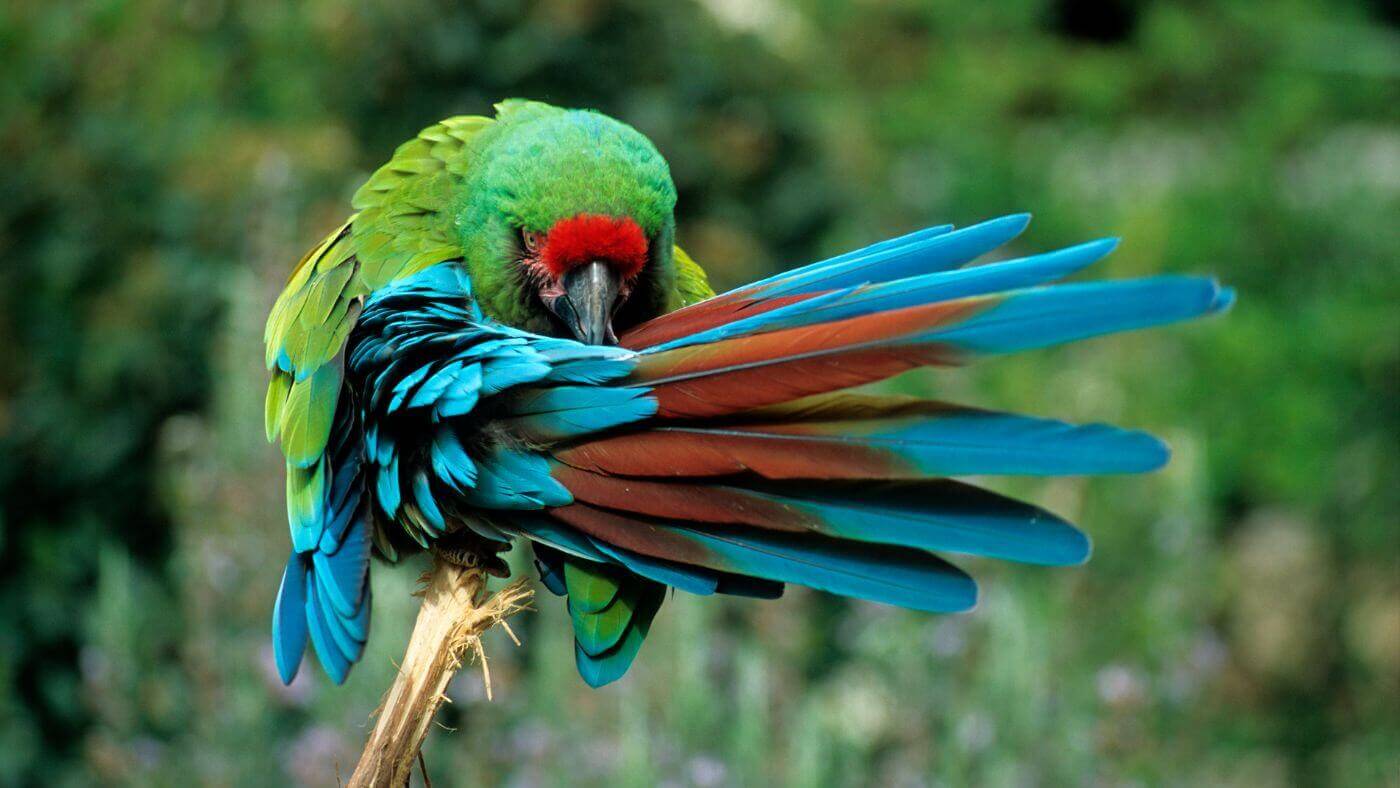 Great Green Macaw (Ara ambiguus)