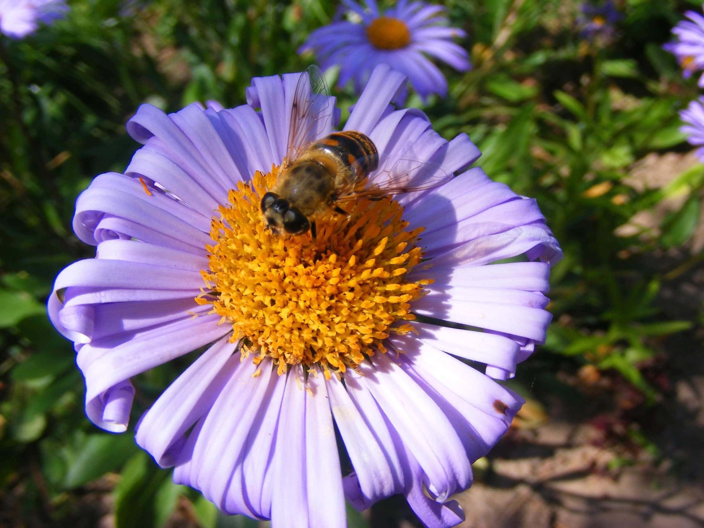 Honey Bee Friendly Plants: Creating a Buzz in Your Garden