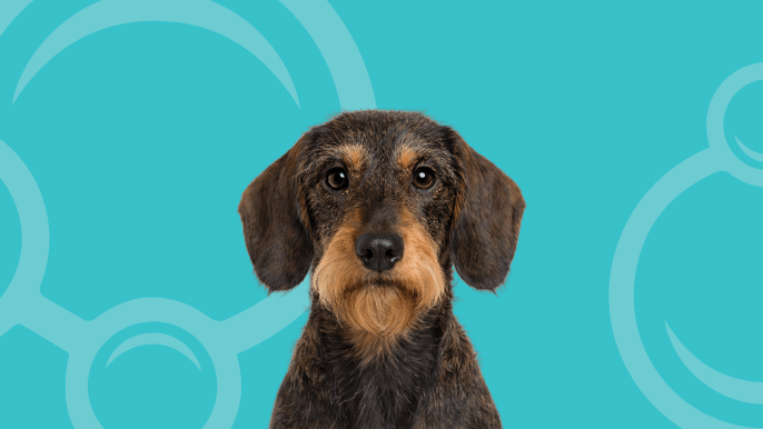Wirehaired Dachshund Temperament