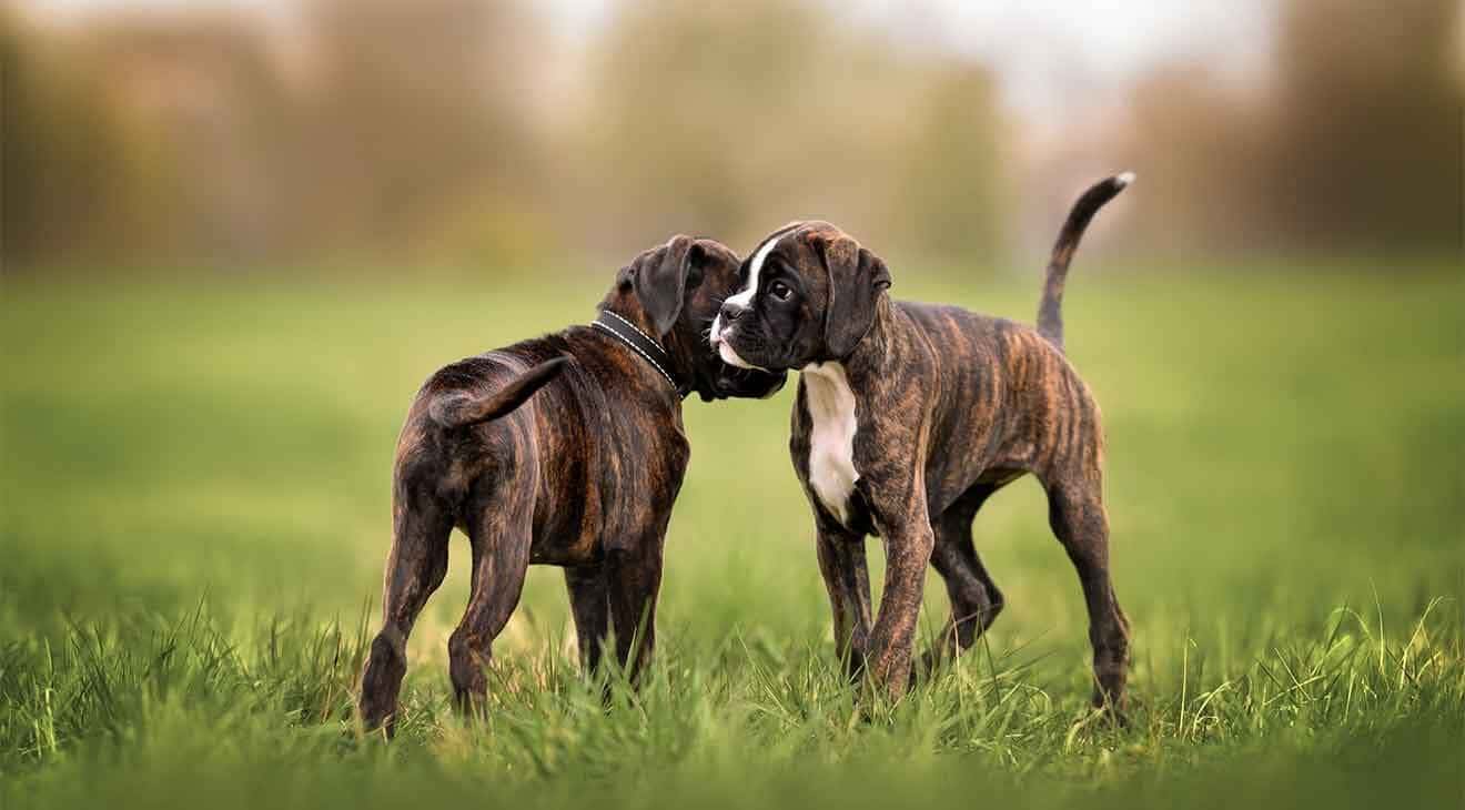 How to Socialize a Puppy Effectively