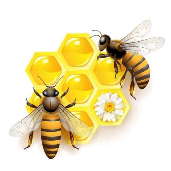 why join a bee club