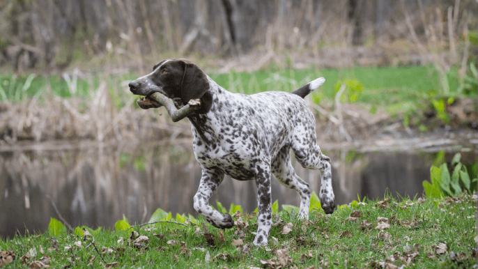 German Shorthaired Pointer Temperament