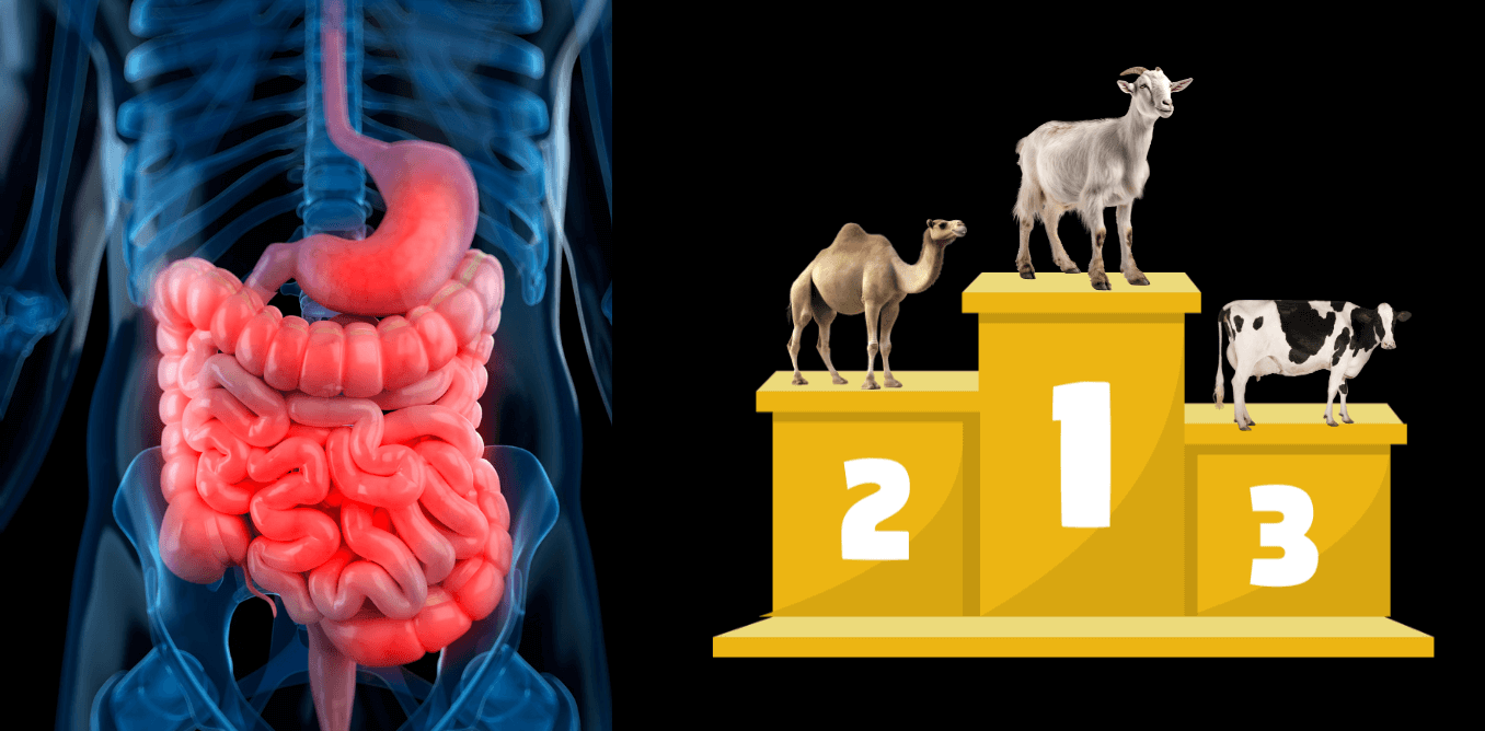 cow milk vs camel milk vs goat milk digestibility