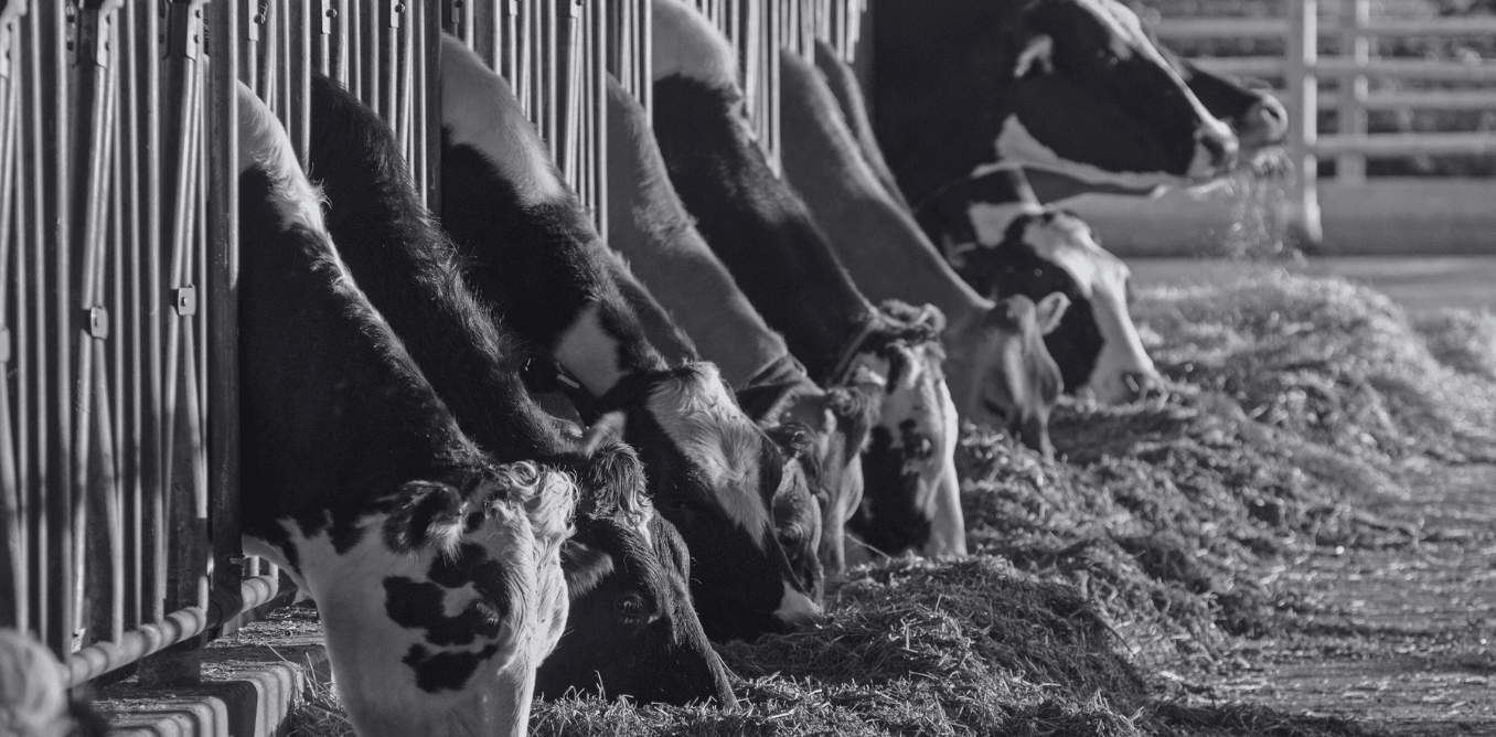Old school farm practices