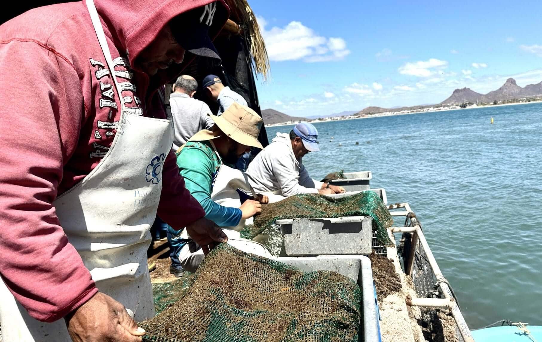 Workers collecting spat at the pearl farm